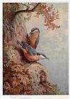 Archibald Thorburn Canvas Paintings - Nuthatches